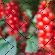 Anti-bird netting Nature Primo Čierna Polyetylén 10 x 10 m