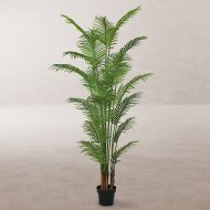 Okrasná rastlina Cement Areca 210 cm