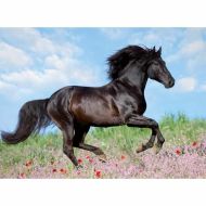 Puzzle Ravensburger 12803 Black Stallion XXL 200 Kusy