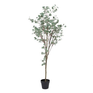 Okrasná rastlina Polyetylén Eukalyptus 80 x 82 x 180 cm